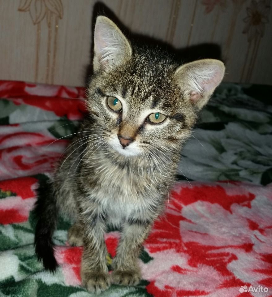 Отдам котенка, с надеждой в сердце