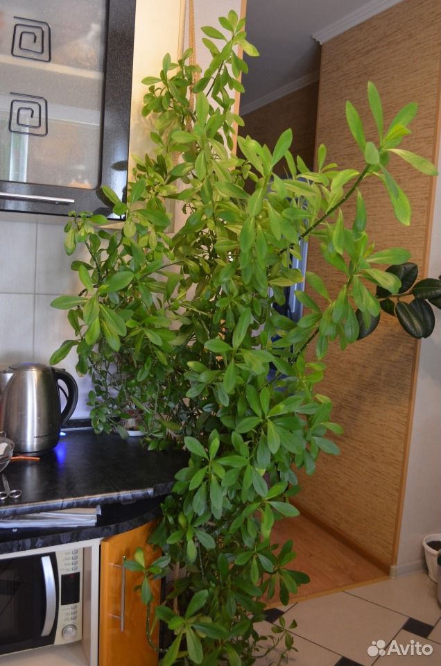 Продам фикус