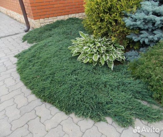 Посадка стелющейся туи Посадка стелющейся туи