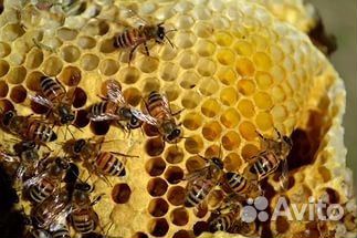 Продается пчелиная семья купить на Зозу.ру - фотография № 1