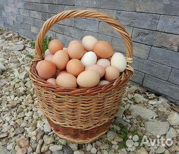 Яйцо куриное натуральное купить на Зозу.ру - фотография № 1