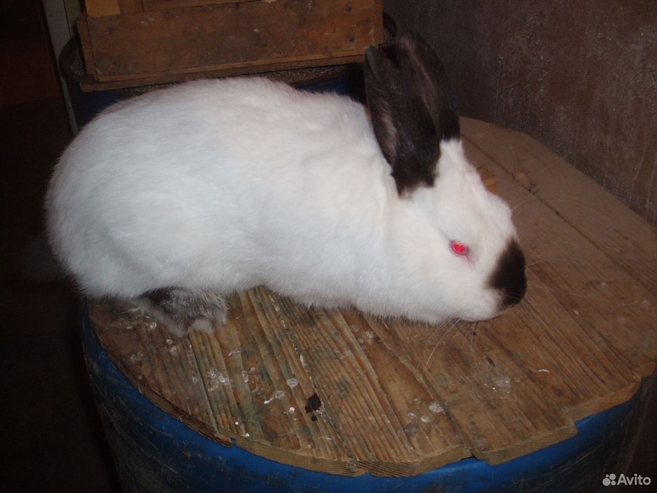 Калифорнийские Кролики Купить В Нижегородской Области Починки