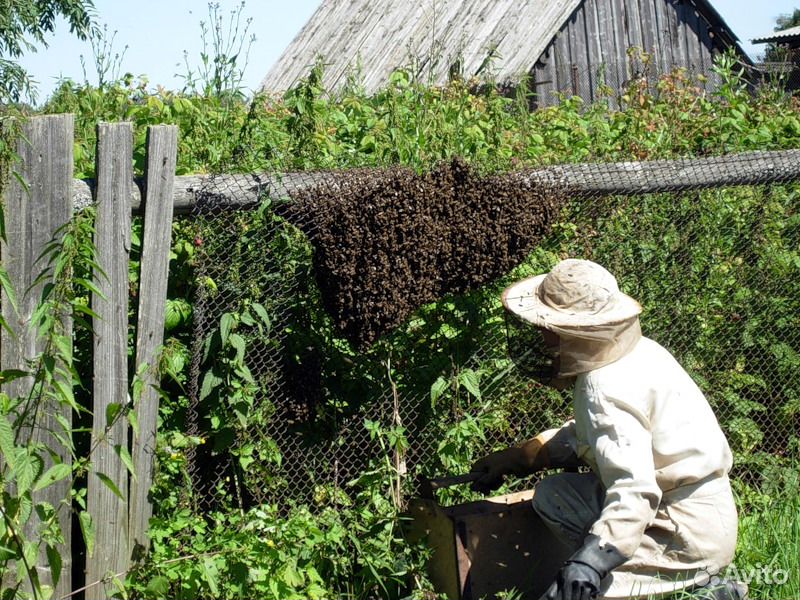 Сниму и вывезу рой пчёл купить на Зозу.ру - фотография № 2