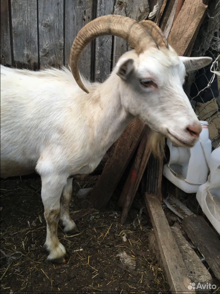 Продаются дойные козы и козлята купить на Зозу.ру - фотография № 5