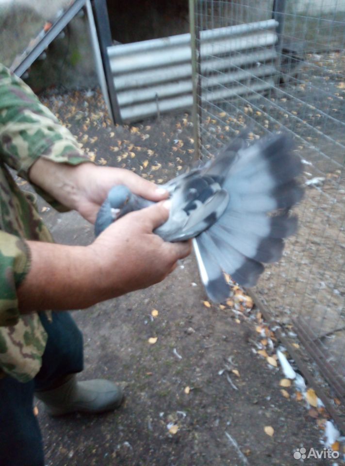 Продаются николаевские голуби купить на Зозу.ру - фотография № 4