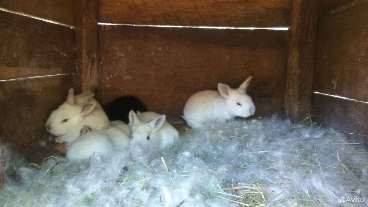 Купить Кроликов В Калужской Области Для Разведения