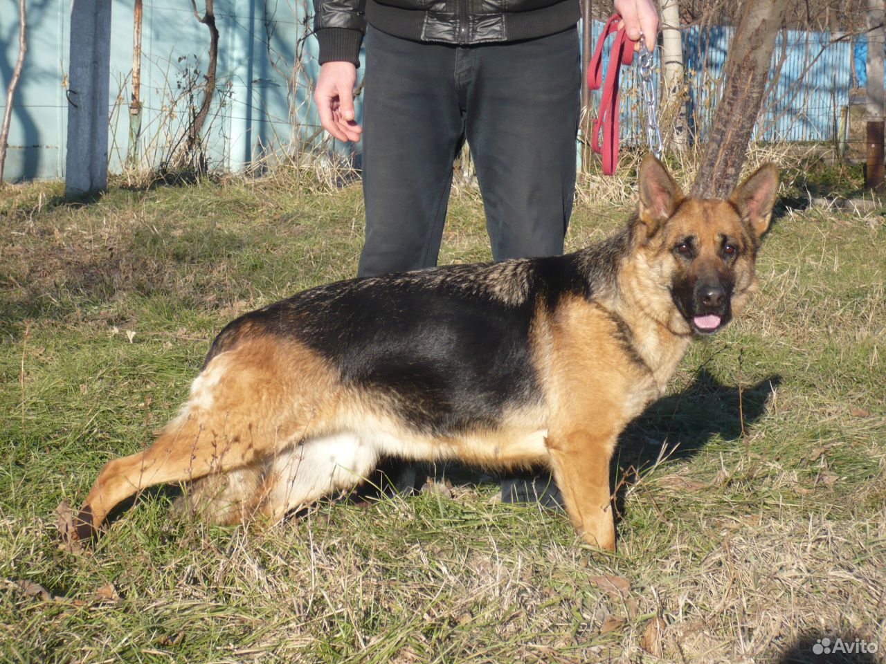 Купить Щенка Немецкой Овчарки В Хабаровске