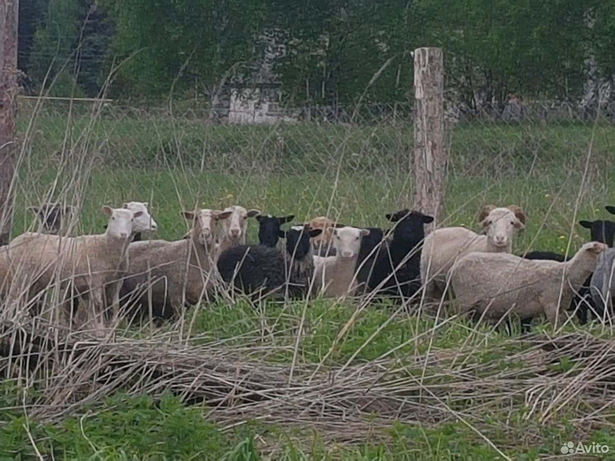 Барашки, овечки на курбан купить на Зозу.ру - фотография № 3