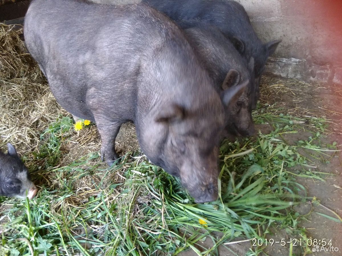 Свинюшки " Вьетнамки" купить на Зозу.ру - фотография № 1