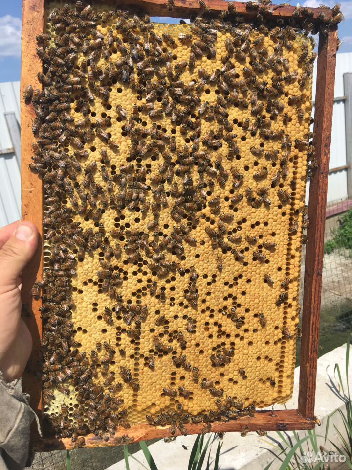 Пчёлы, матки, отводки купить на Зозу.ру - фотография № 3