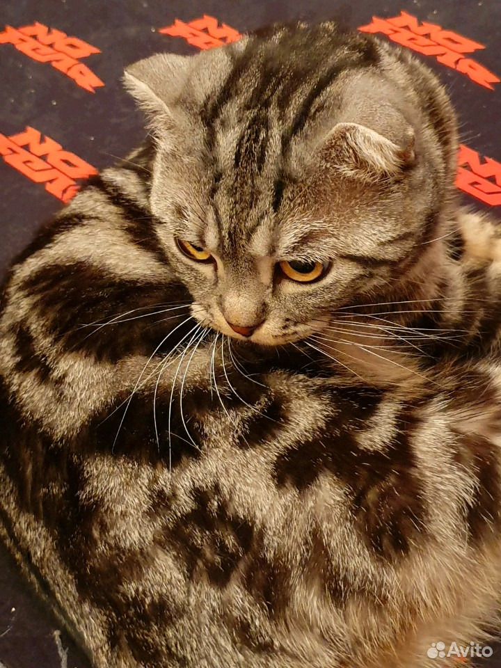 Шотландский вислоухий кот для вязки купить на Зозу.ру - фотография № 3