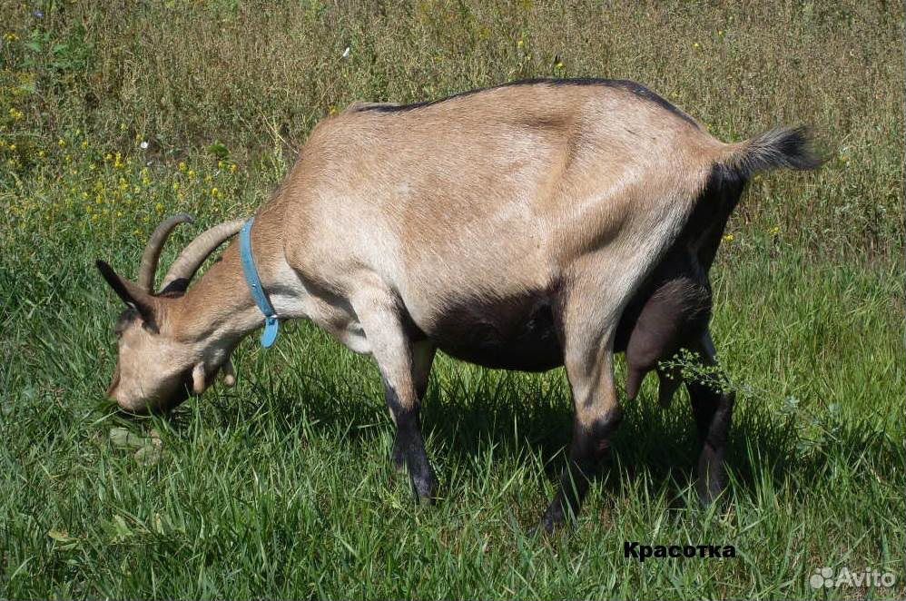 Альпийская коза купить на Зозу.ру - фотография № 3