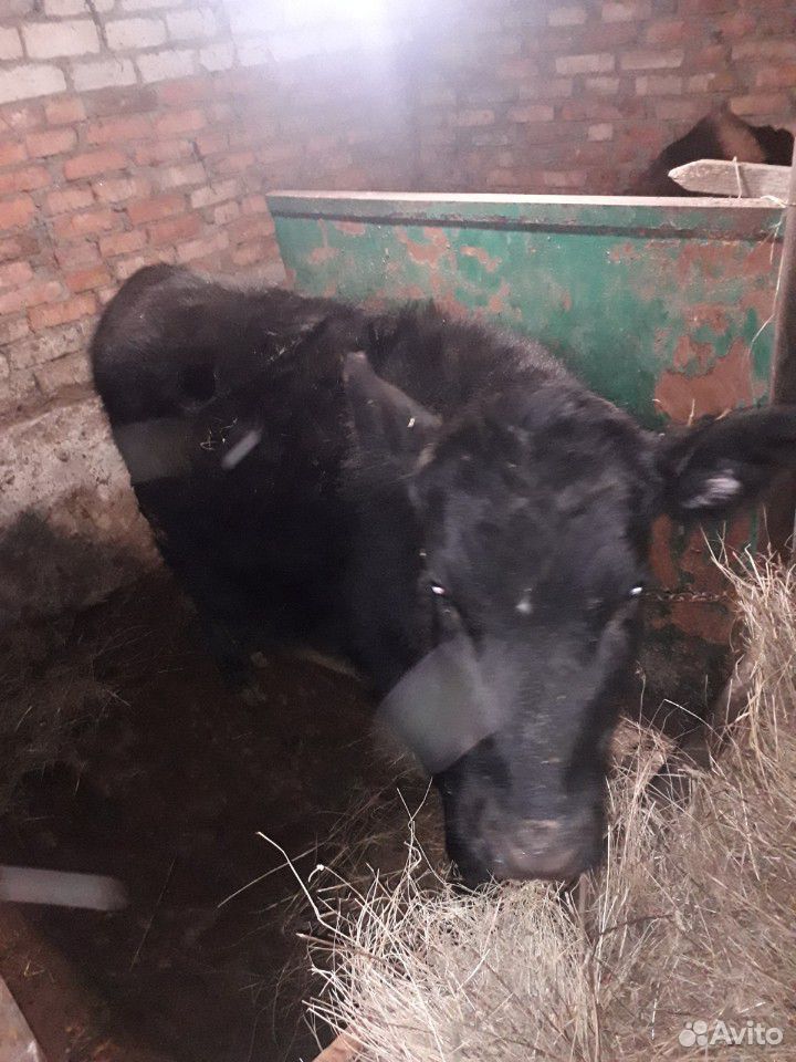 Коровы бычок купить на Зозу.ру - фотография № 1