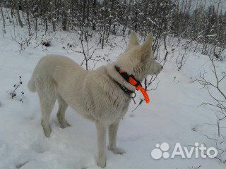 Пропала собака лайка купить на Зозу.ру - фотография № 1