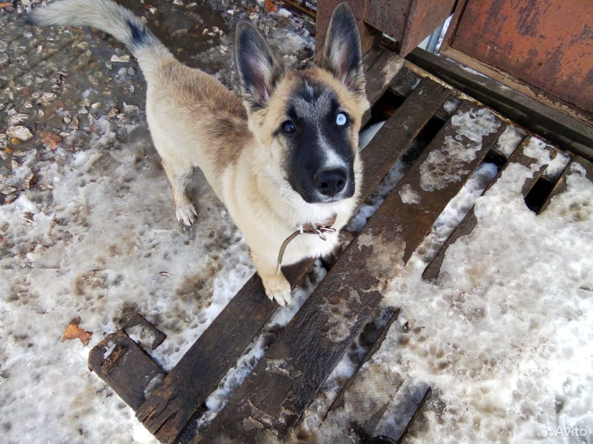 Чудо щенок купить на Зозу.ру - фотография № 1