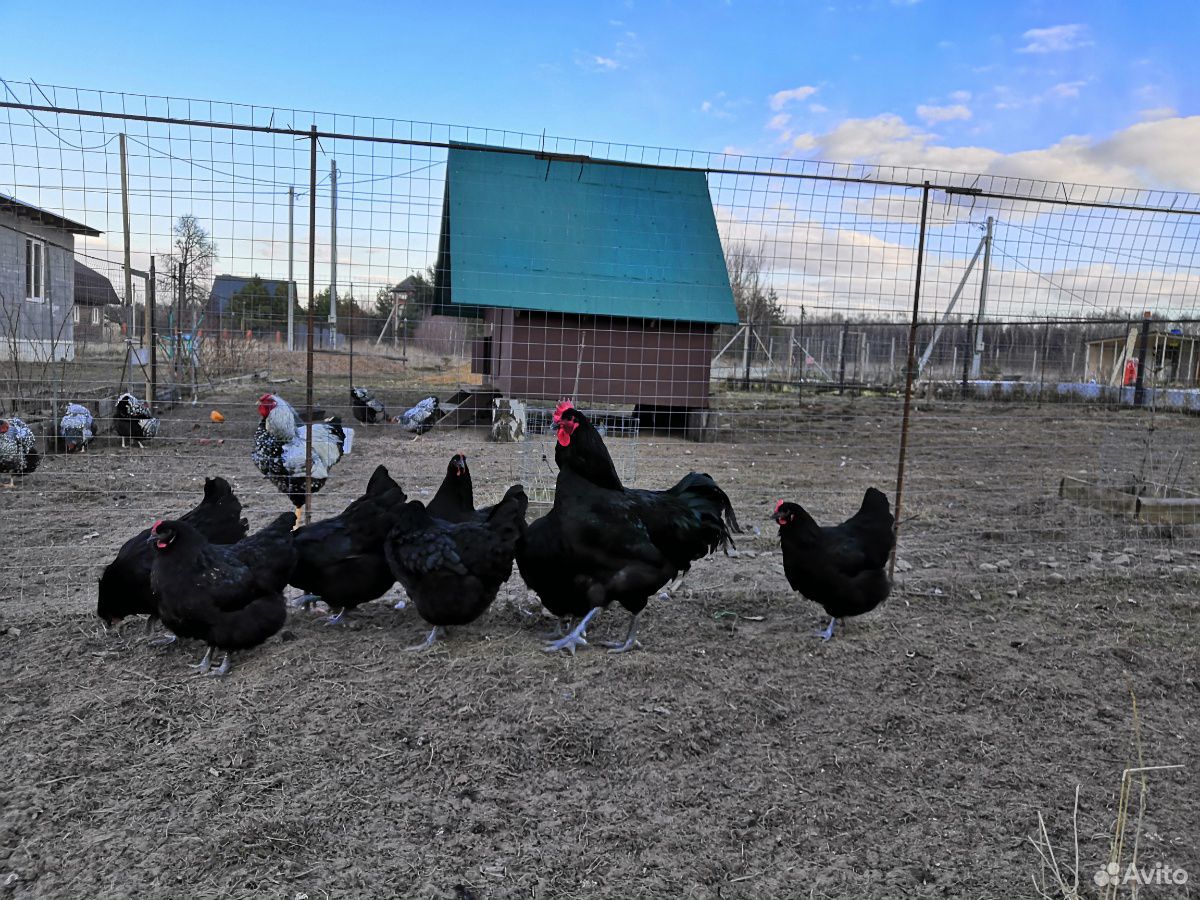 Инкубационное яйцо и цыплята породистых кур купить на Зозу.ру - фотография № 5