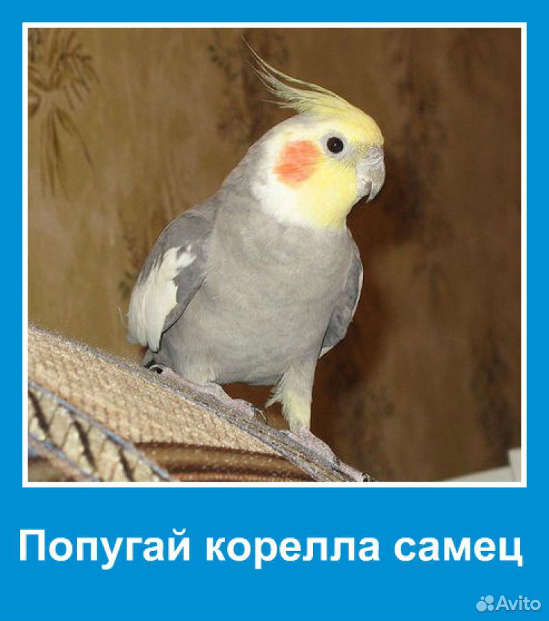 Попугай корелла как отличить самца от самки фото