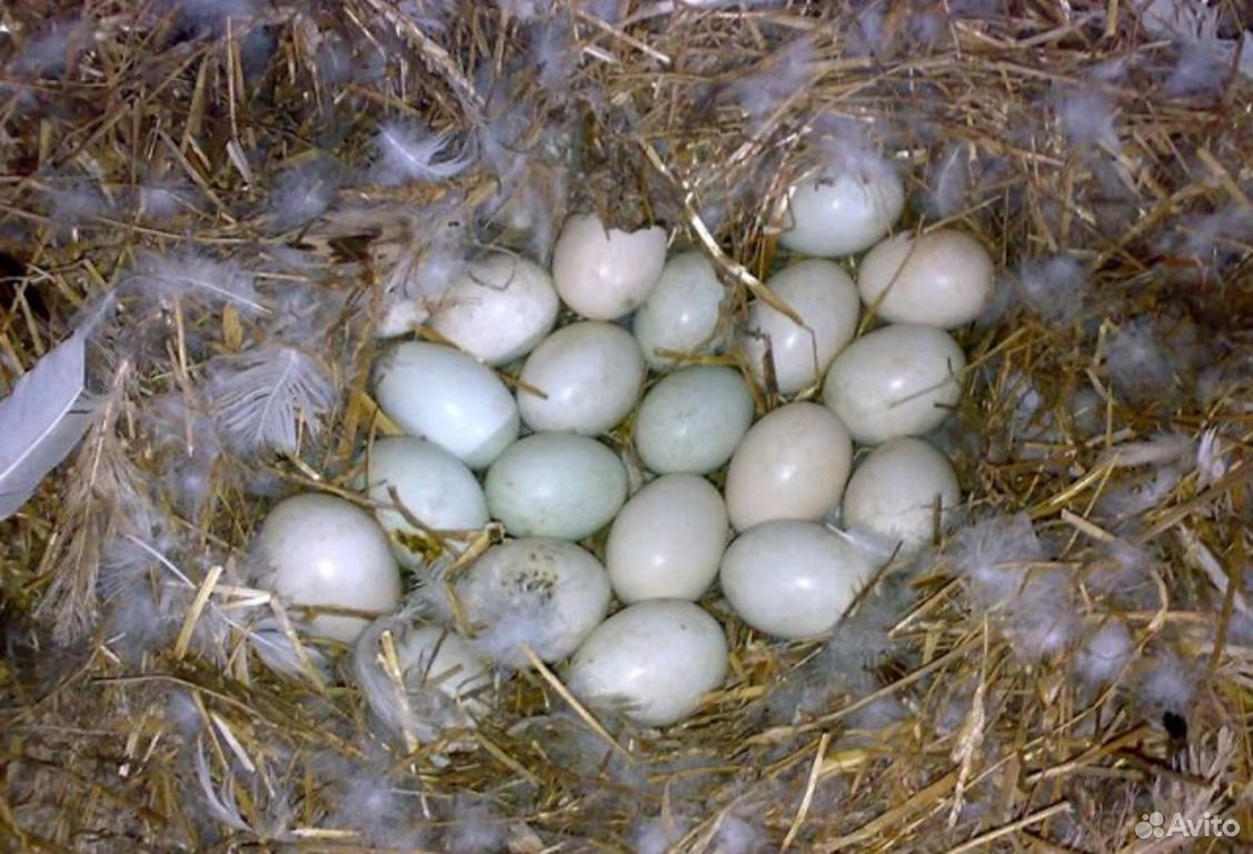 Инкубационное яйцо,утята утки индийский бегун купить на Зозу.ру - фотография № 1