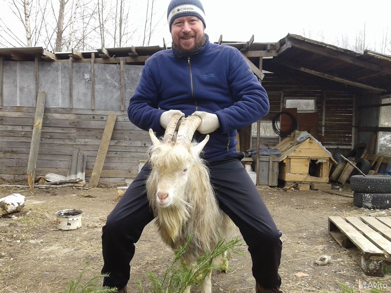 Продам молодого козла от племенной молочной козы купить на Зозу.ру - фотография № 2