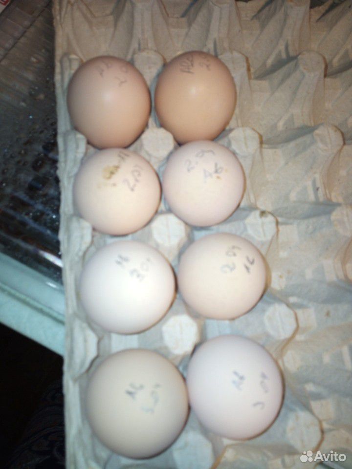Инкубационное яйцо Австралорпа купить на Зозу.ру - фотография № 1