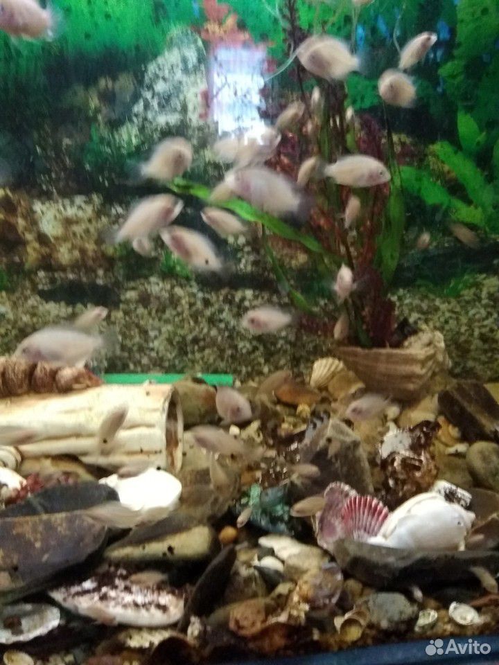Рыбки аквариумные мальки 5 месяцев циклоиды фламин купить на Зозу.ру - фотография № 3