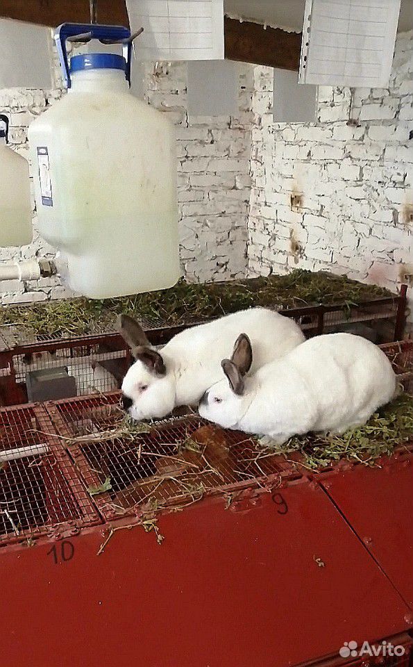 Кролики, крольчата купить на Зозу.ру - фотография № 5