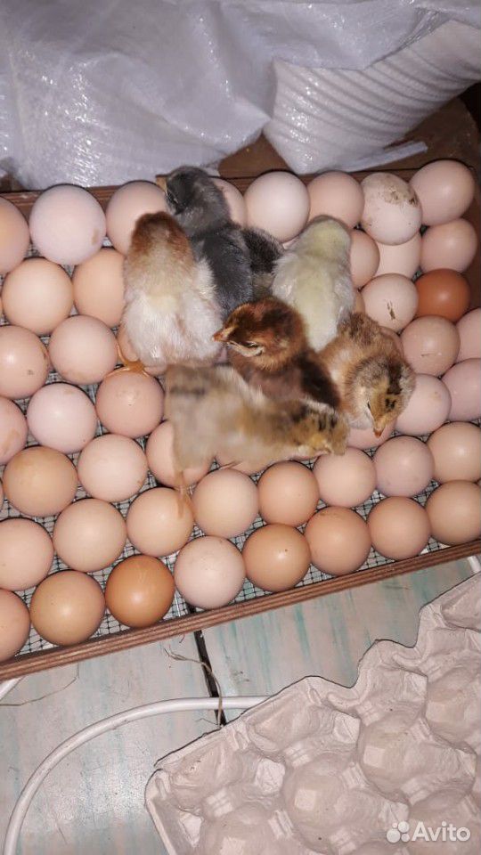 Продам цыплят купить на Зозу.ру - фотография № 5