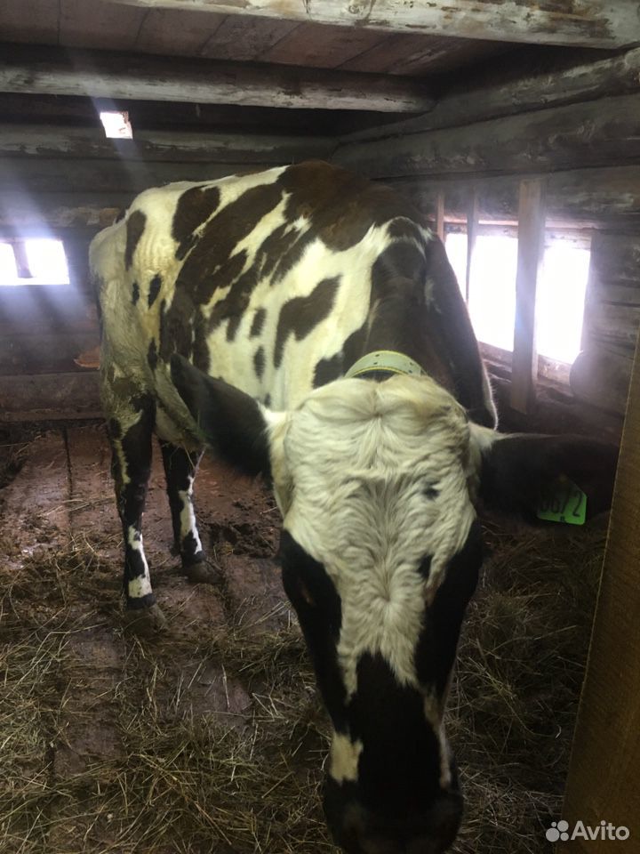 Айрширская корова купить на Зозу.ру - фотография № 2