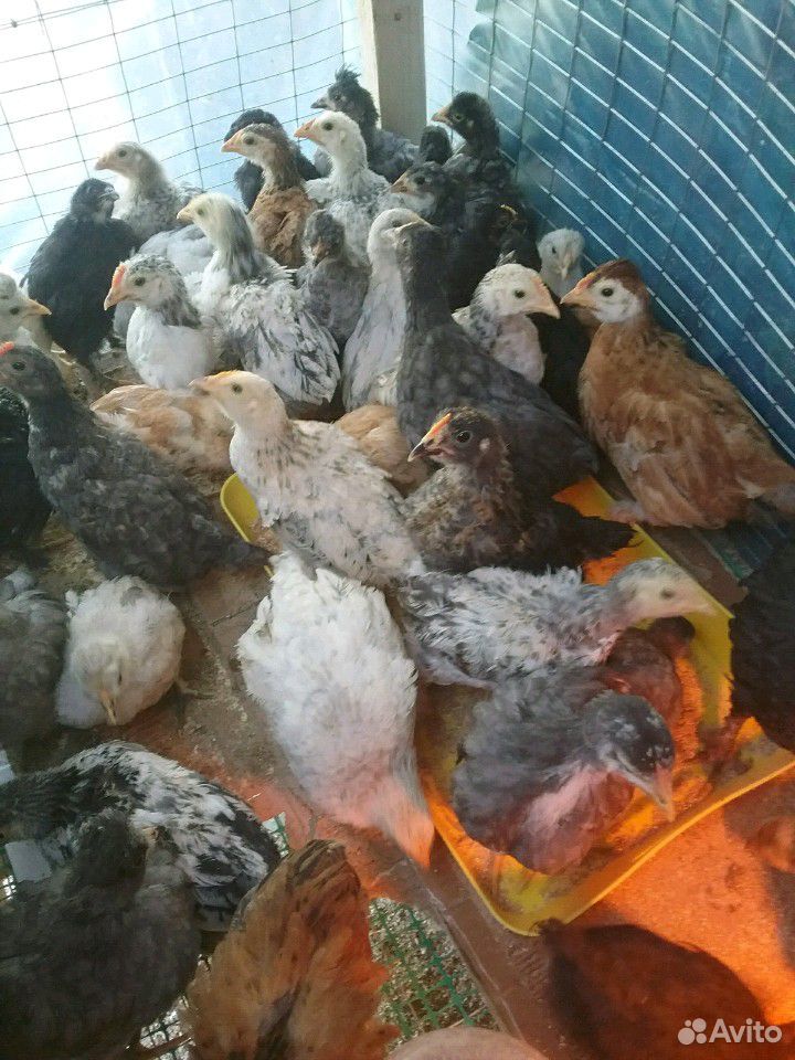 Цыплята домашние разные породы 380 штук купить на Зозу.ру - фотография № 2