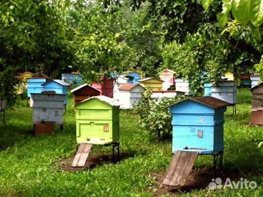 Пчёлки купить на Зозу.ру - фотография № 2
