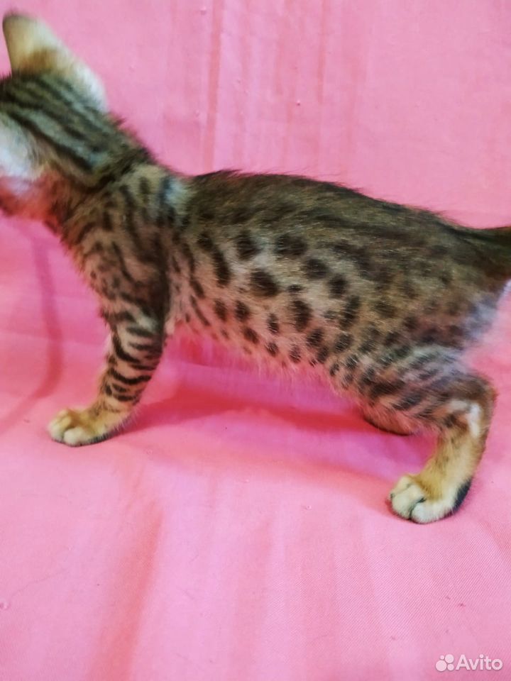 Бенгальский кот 4 тыс купить на Зозу.ру - фотография № 3
