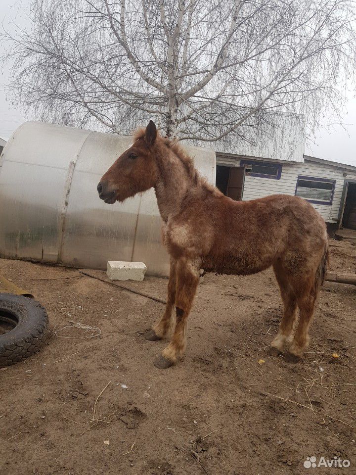 Лошадь (жеребец) купить на Зозу.ру - фотография № 1