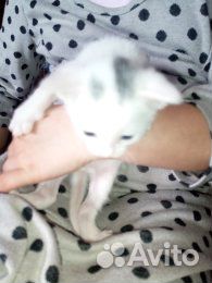 Красивые котятки в добрые руки купить на Зозу.ру - фотография № 3