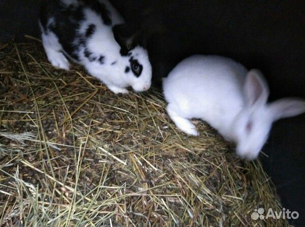 Кролики и крольчата великаны на мясо и разведение купить на Зозу.ру - фотография № 4