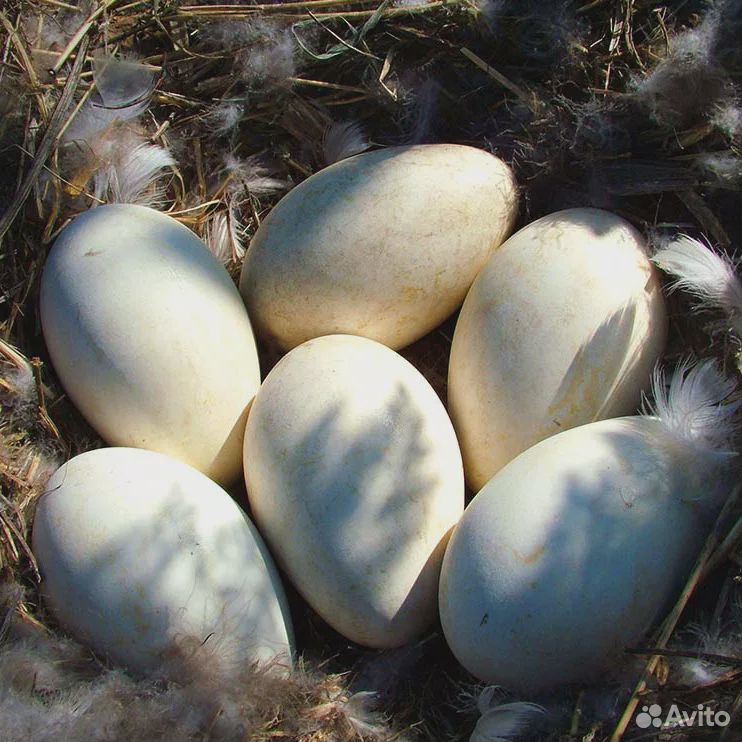 Яйцо гусиное инкубационное купить на Зозу.ру - фотография № 1