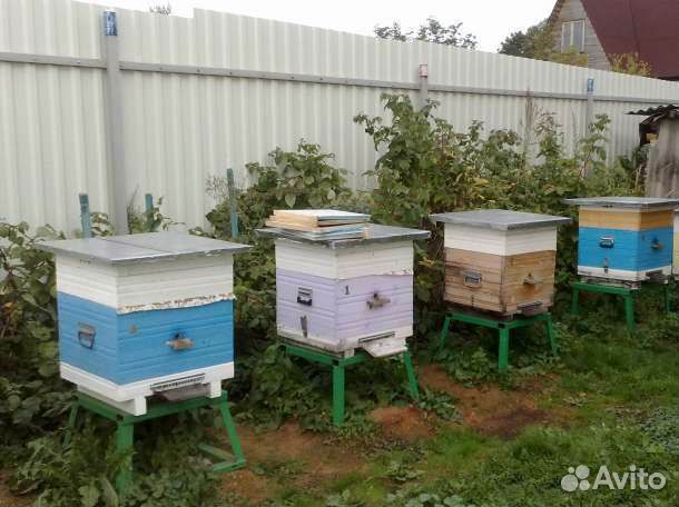 Пчелосемьи карпатской породы пчел купить на Зозу.ру - фотография № 1