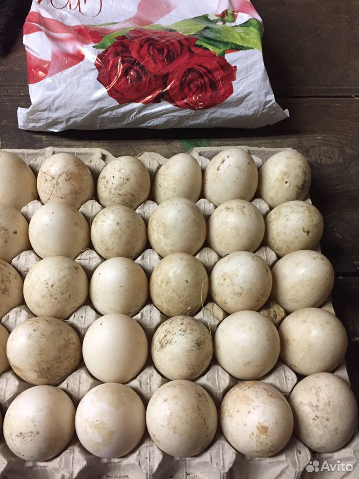 Яйца утиные «башкирки» купить на Зозу.ру - фотография № 1