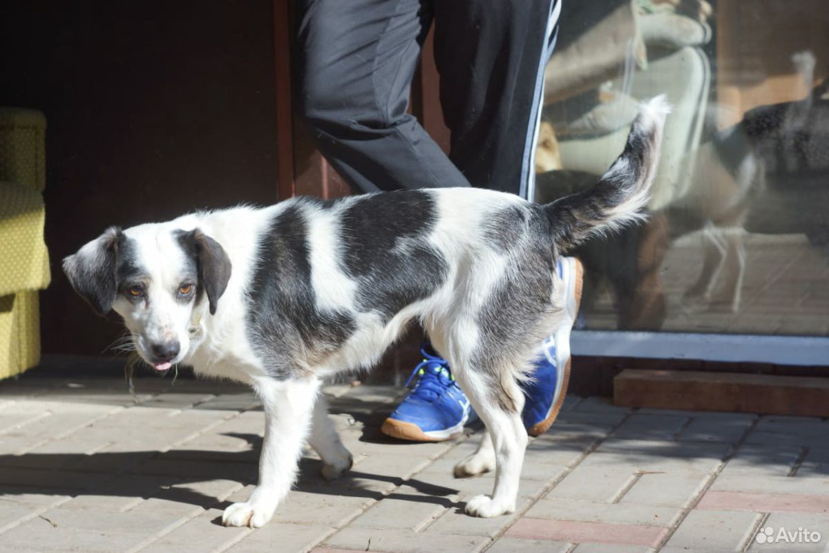 Собаки из приюта "Доброе сердце" ищут самых лучших купить на Зозу.ру - фотография № 1