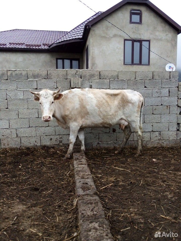 Бычки,корова,тёлки купить на Зозу.ру - фотография № 6