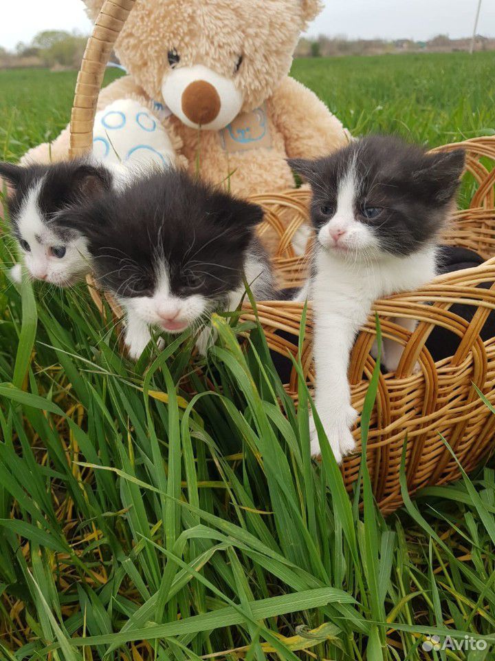Ищут дом котята и молодая кошка купить на Зозу.ру - фотография № 1