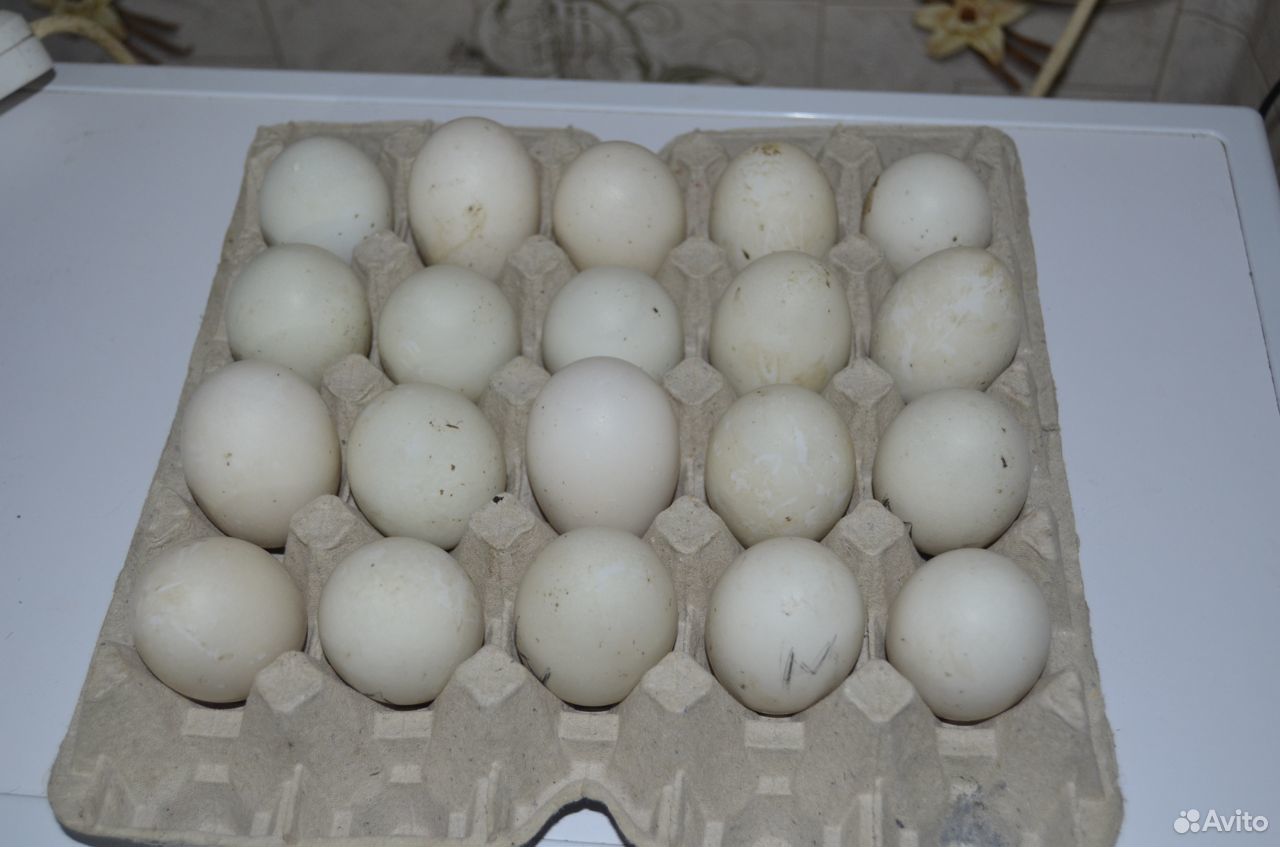 Инкубационное яйцо утки старт 53 купить на Зозу.ру - фотография № 1