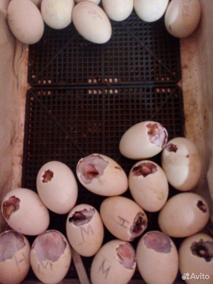 Птица и инкубационное яйцо купить на Зозу.ру - фотография № 3