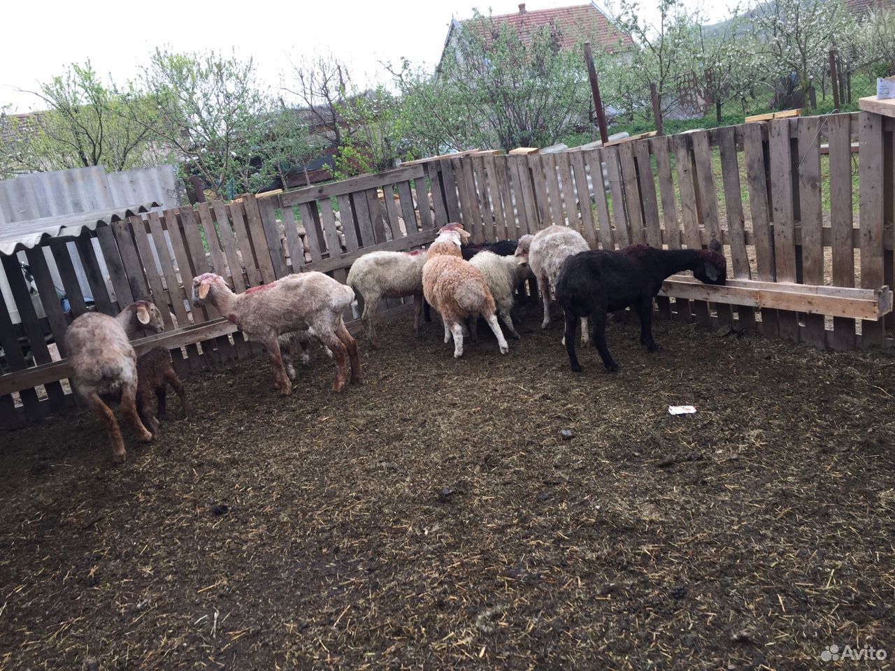 Овцы ягнята купить на Зозу.ру - фотография № 1