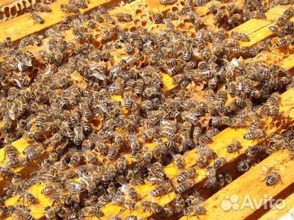 Пчела семья купить на Зозу.ру - фотография № 1