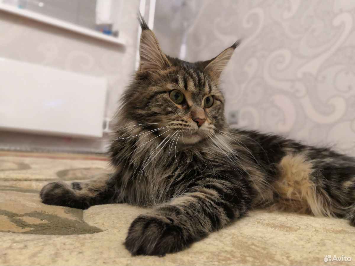 Беременная кошка мейн кун