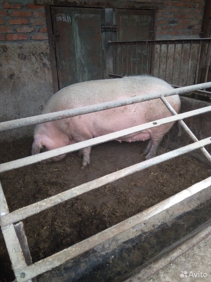 Свинья на мясо купить на Зозу.ру - фотография № 2