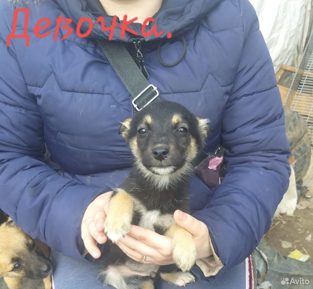 Собаки купить на Зозу.ру - фотография № 8