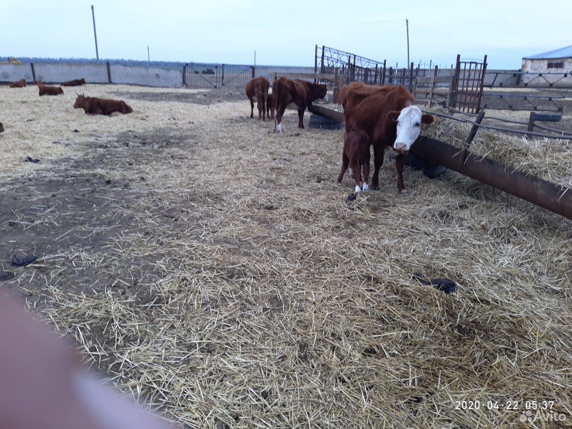 Продаются молодые коровы с телятами купить на Зозу.ру - фотография № 5