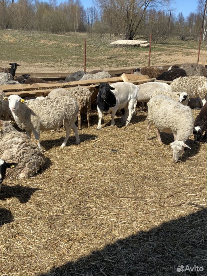 Бараны, овцы купить на Зозу.ру - фотография № 4