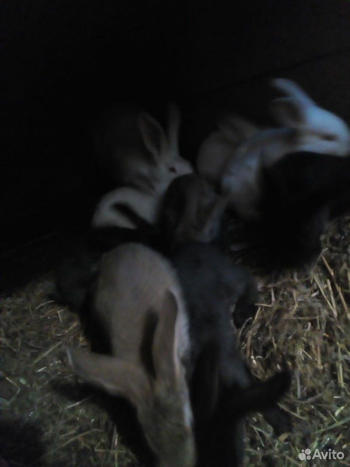 Кролики 2,5 месяца купить на Зозу.ру - фотография № 3